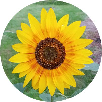 Sonnenblume
